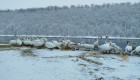 На Днестре все чаще зимуют лебеди: что стоит знать гражданам