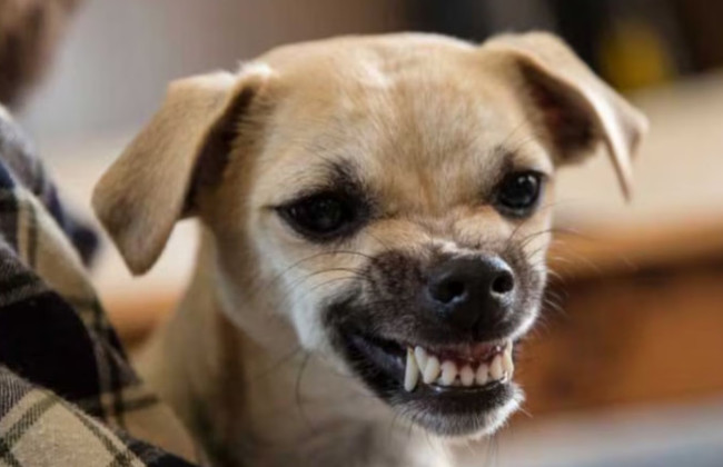 Натравила собаку на колишню колегу через борг з зарплати — суд визнав жінку винною у замаху на вбивство