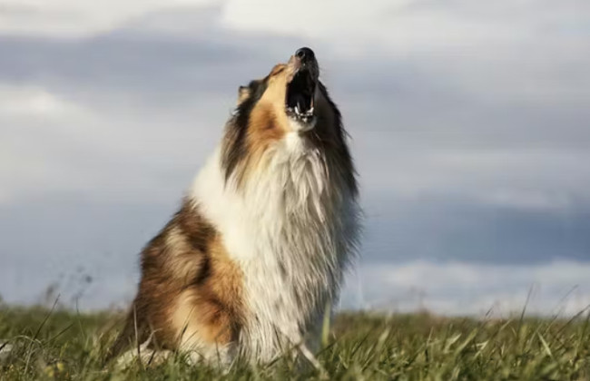 В США мужчину оштрафовали за лай собаки