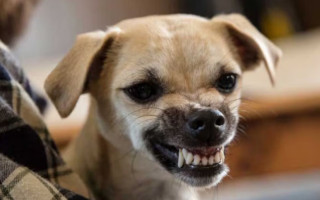 Натравила собаку на колишню колегу через борг з зарплати — суд визнав жінку винною у замаху на вбивство