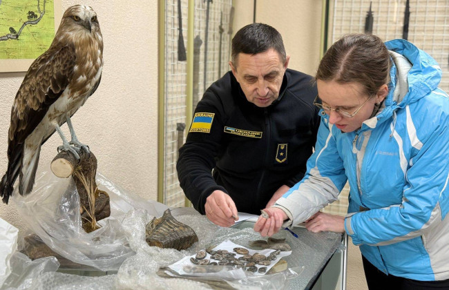 Зуб мамонта и амониты юрского периода – таможенники передали музею уникальные находки