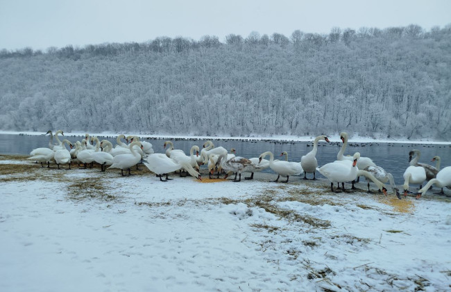 На Днестре все чаще зимуют лебеди: что стоит знать гражданам