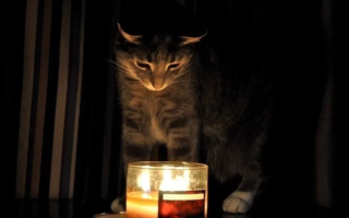 Відключення електроенергії на Київщині 31 січня: оприлюднено актуальні графіки