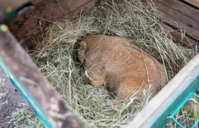 Харьковский сурок Тимко IV предсказал весну через шесть недель