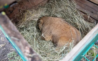 Харківський бабак Тимко IV спрогнозував весну за шість тижнів