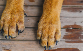 В Житомирской области 16-летняя девушка выстрелила в собаку из пневматической винтовки – полиция расследует видео