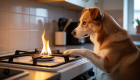 У США собака увімкнув плиту і влаштував пожежу, поки господарів не було вдома — суд став на бік виробника