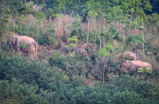 Дикий слон втретє вбив туриста в національному парку Кхао Яй у Таїланді