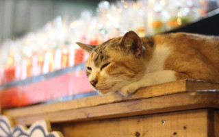 Тварини у магазинах і кафе взимку – як не порушити гігієну в закладах