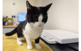 Суд наказал женщину за то, что она не помогла кошке — 1000 фунтов штрафа и запрет держать животных