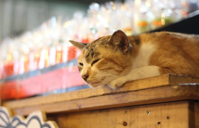 Тварини у магазинах і кафе взимку – як не порушити гігієну в закладах