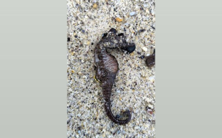 Массовый выброс морских коньков в Одессе – что стало причиной гибели редкого вида