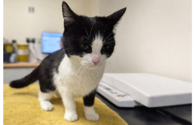 Суд наказал женщину за то, что она не помогла кошке — 1000 фунтов штрафа и запрет держать животных