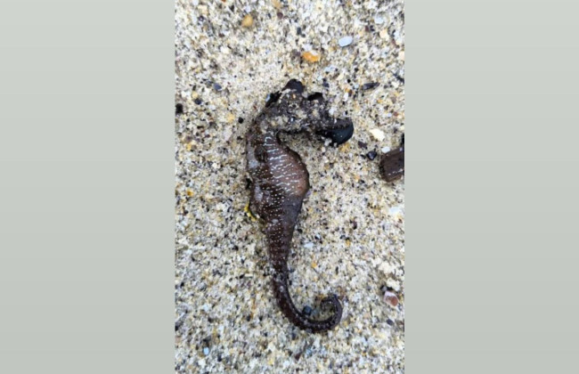 Массовый выброс морских коньков в Одессе – что стало причиной гибели редкого вида