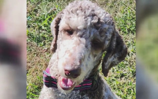 У США заарештували жінку, яка врятувала собаку, кинуту біля її порога