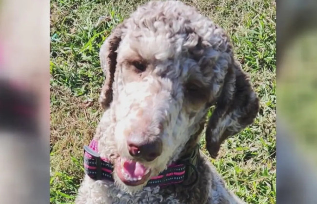 В США арестовали женщину, которая спасла собаку, брошенную у ее порога