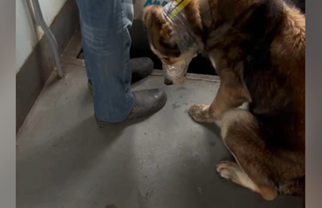 На Полтавщині судили чоловіка, який перевозив собаку в транспорті з обмотаною скотчем щелепою