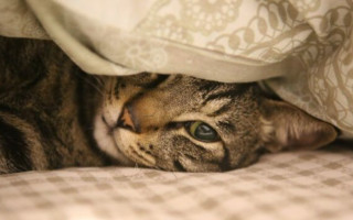 В Швейцарии судят женщину, которая отказалась делать операцию коту — животное умерло