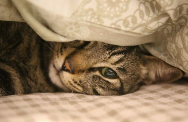 В Швейцарии судят женщину, которая отказалась делать операцию коту — животное умерло