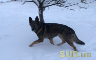 Побиття, травмування, нацькування: як карають за жорстоке поводження з тваринами