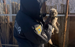 В Одесі жінка прив’язала двох котів до автомобіля – поліція відкрила кримінальне провадження