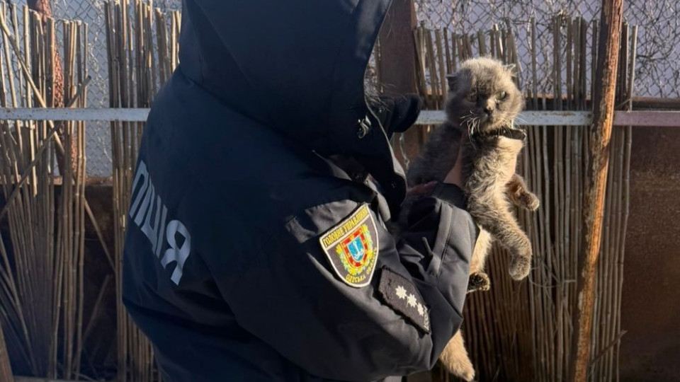 В Одессе женщина привязала двух кошек к автомобилю – полиция открыла уголовное производство