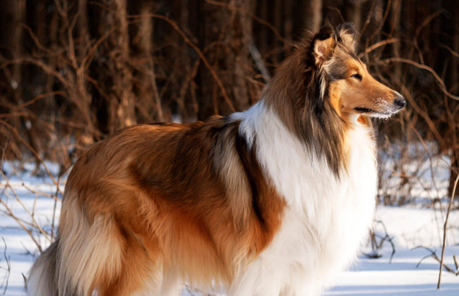 У Північній Ірландії суд оштрафував жінку, яка дозволила своєму собаці гуляти без нагляду