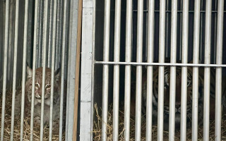 Особый рейс – рысь и тигр получили второй шанс на жизнь в Европе