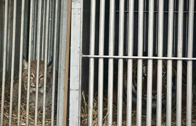Особливий рейс – рись та тигр отримали другий шанс на життя в Європі