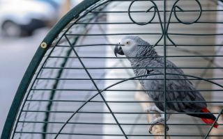 В США попугай помог полиции раскрыть убийство — птица услышала последние слова погибшего