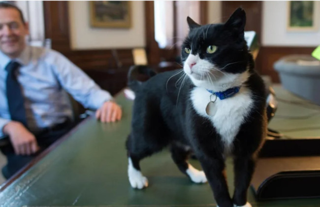 Умер кот Пальмерстон — бывший главный мышелов МИД Великобритании