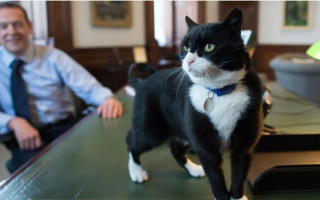 Умер кот Пальмерстон — бывший главный мышелов МИД Великобритании