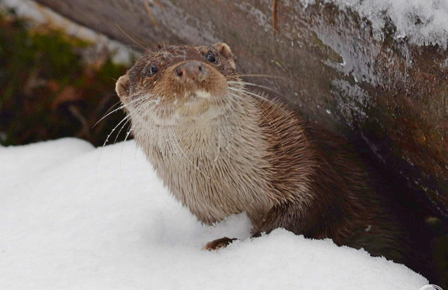 У Чорнобильському заповіднику зафіксували річкову видру – спритну мисливиця з високим інтелектом