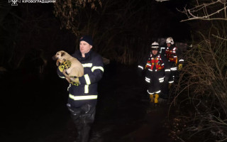 Затоплення притулку в Кропивницькому: сотні тварин рятують через розлив річки, фото