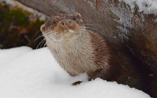 В Чернобыльском заповеднике зафиксировали речную выдру – ловкую охотницу с высоким интеллектом
