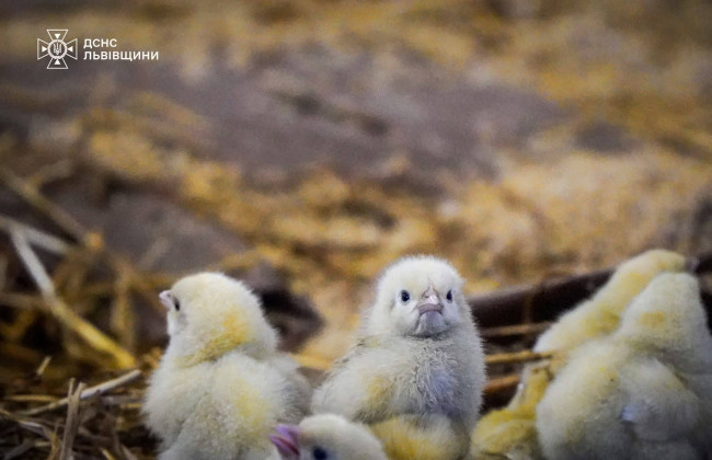На Львовщине во время пожара бойцы ГСЧС спасли более 23 тысяч цыплят, фото