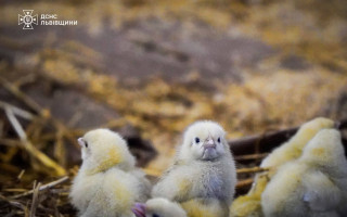 На Львівщині під час пожежі бійці ДСНС врятували понад 23 тисячі курчат, фото
