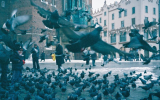 В Кракове голубей будут кормить кормом с контрацептивами — названа причина