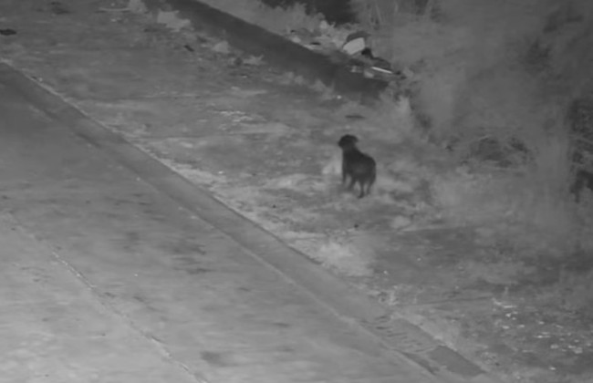 В Італії чоловік навчив собаку викидати сміття на узбіччі, щоб уникати штрафів — відео