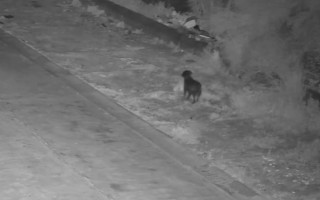 В Италия мужчина научил собаку выбрасывать мусор на обочине, чтобы избегать штрафов — видео