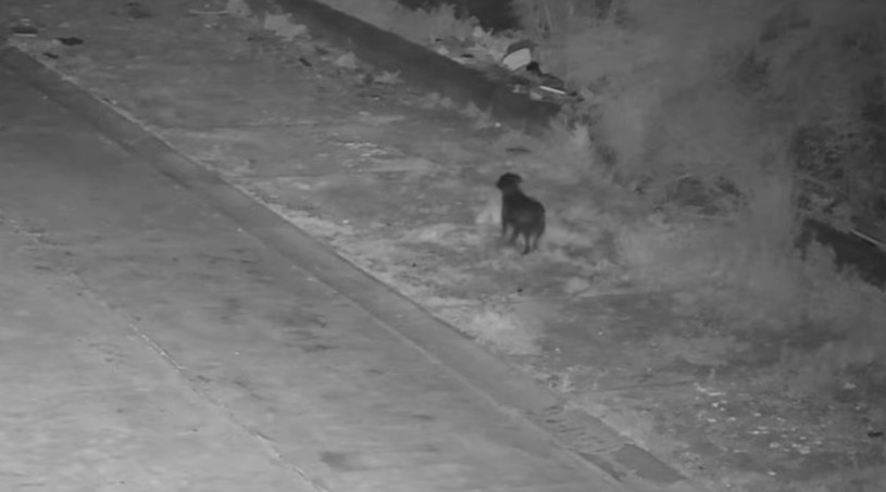 В Италия мужчина научил собаку выбрасывать мусор на обочине, чтобы избегать штрафов — видео