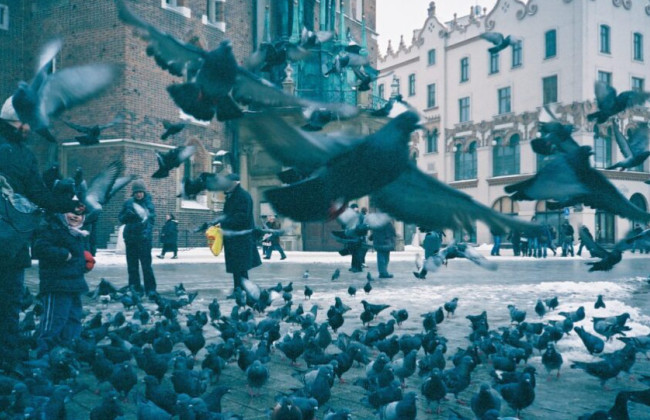 В Кракове голубей будут кормить кормом с контрацептивами — названа причина