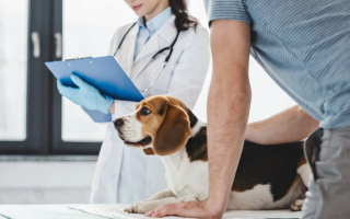 С марта будут действовать новые правила рекламы ветеринарных препаратов: что предусматривает закон
