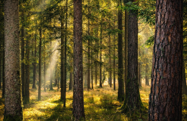 Ліс без статусу: апеляція у Вінниці зобов’язала міську раду повернутися до земельного рішення