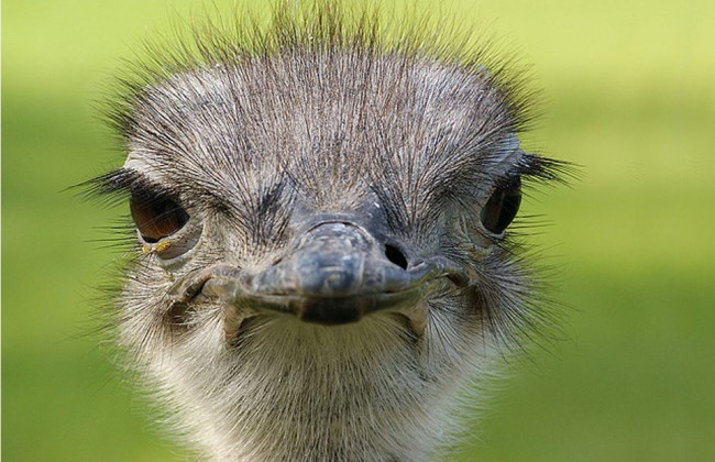 У Білій Церкві чоловік завів страуса у гаражі – поліція розпочала розслідування