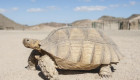 В США судья обязал закрыть внедорожные маршруты в пустыне Мохаве из-за черепах