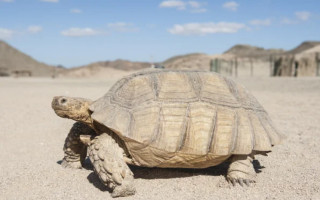 В США судья обязал закрыть внедорожные маршруты в пустыне Мохаве из-за черепах