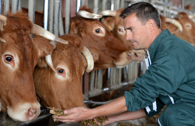 Закон про ветеринарну медицину: нові правила реєстрації та роздрібної торгівлі препаратами, обмеження та відповідальність для агробізнесу