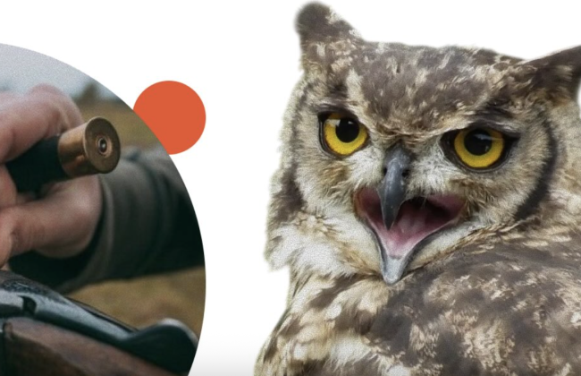 Петиція до Кабміну: зоозахисники вимагають мораторій на полювання