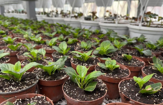 Понад 4 мільйони квітів планують виростити в Києві у 2026 році – чим прикрасять вулиці міста